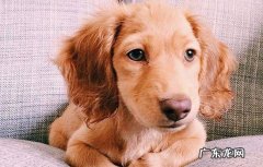 德国牧羊犬的优缺点 金毛缺点