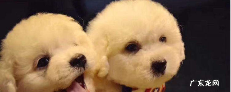 泰迪和比熊哪个值钱 比熊和泰迪的区别