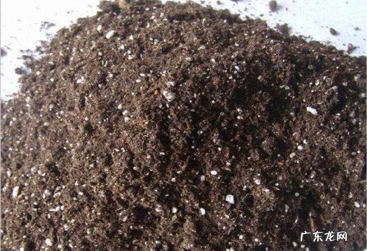 啥时间种植 怎么用泥土种植蔬菜