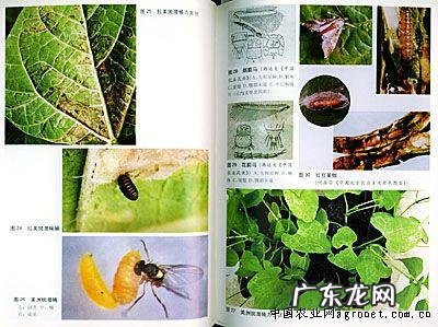 教你做好这2点,西瓜轻易就结瓜 夏西瓜怎么种植