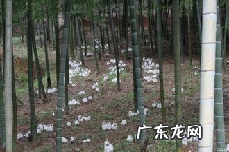 学技术、促就业、有补贴 竹荪种植技术培训怎么找