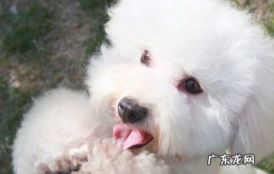 十大智商最高的狗排名 博美犬聪明吗