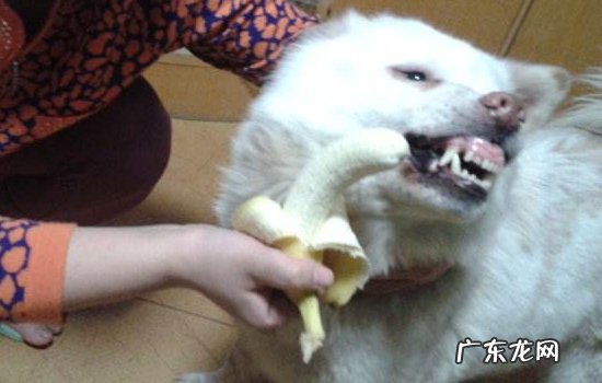 柴犬的详细资料 博美犬和比熊犬的区别