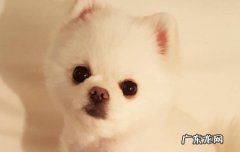 怎么鉴定博美和银狐的串 博美犬和银狐犬的区别