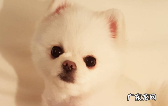 怎么鉴定博美和银狐的串 博美犬和银狐犬的区别