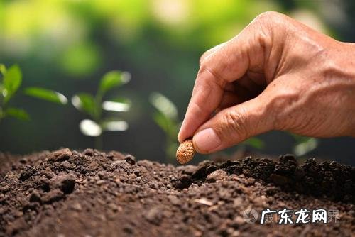 为玩家种植庄稼 我的世界村庄怎么种植物