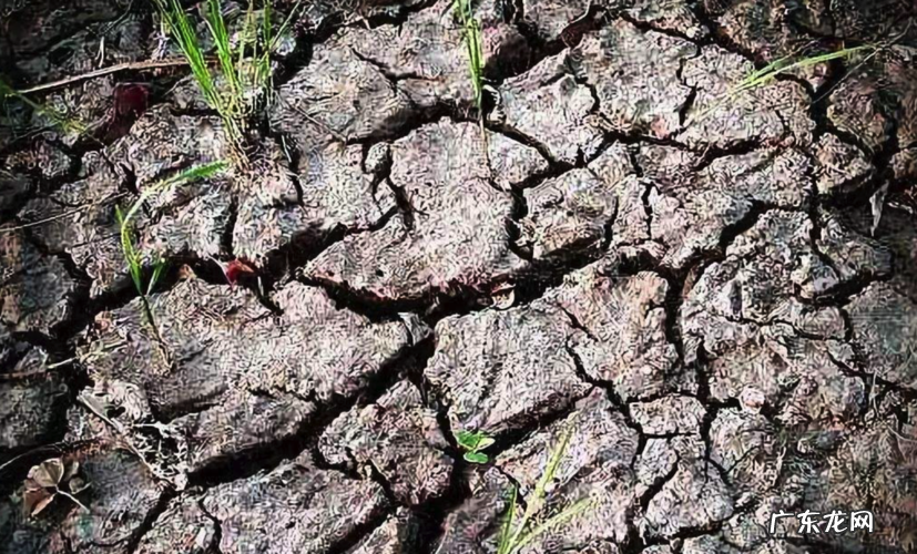 播种前,这些环节别放松 玉米种植前后如何处理