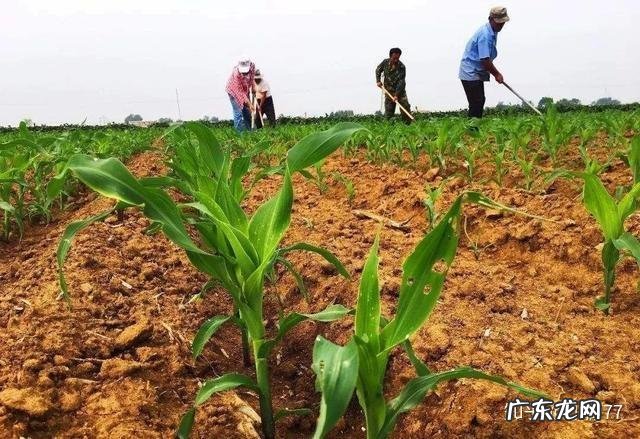 播种前,这些环节别放松 玉米种植前后如何处理