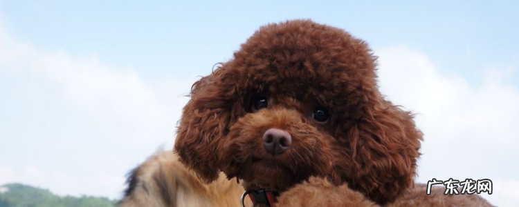 贵宾体型对照表 贵宾犬按体型分哪几种