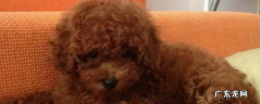 养贵宾犬的人都后悔了 贵宾犬和泰迪的区别
