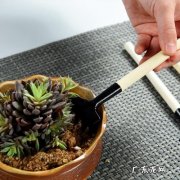 跟着专家这样做 树木松土怎么种植