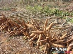 抵不住产量高 木薯种植前景怎么样