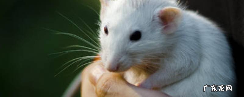 老鼠为什么怕钢丝球,老鼠怕铁丝网吗