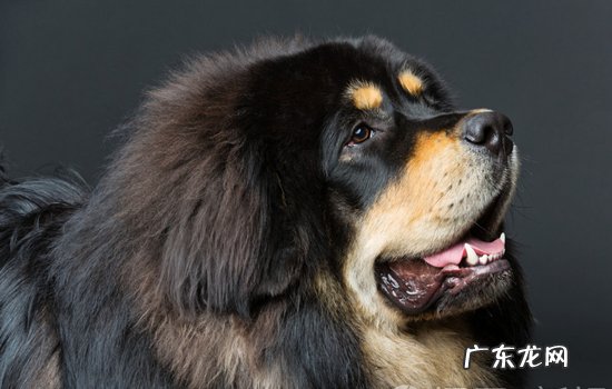 狼为什么怕藏獒 藏獒怕的狗是什么