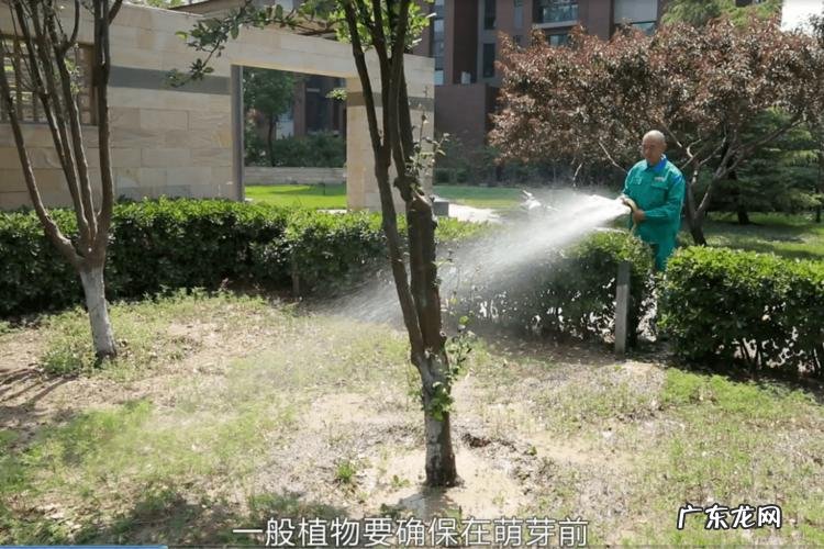 在东北只干了这一件事 斯迈尔杨雷种植技术如何