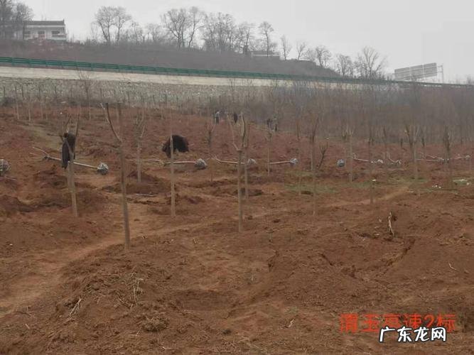 在东北只干了这一件事 斯迈尔杨雷种植技术如何