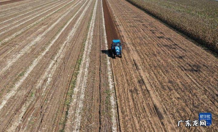 学会3点,开出一片紫色的花瀑 如何让种植的紫藤开花