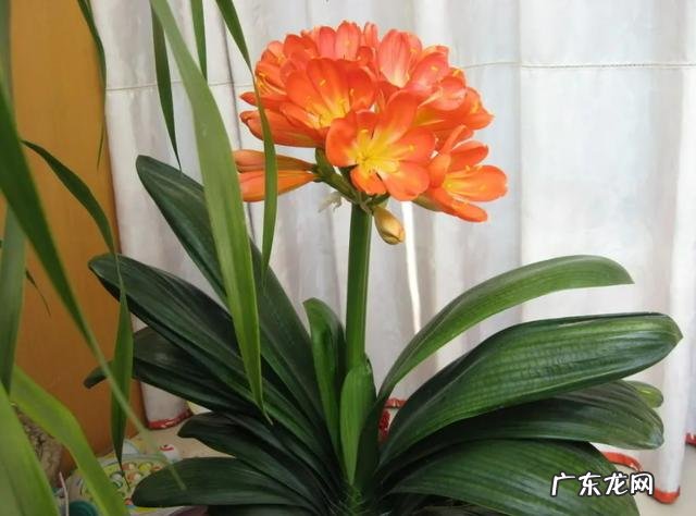 学会3点,开出一片紫色的花瀑 如何让种植的紫藤开花