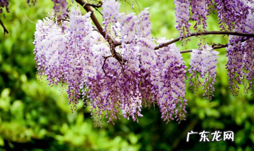 学会3点,开出一片紫色的花瀑 如何让种植的紫藤开花