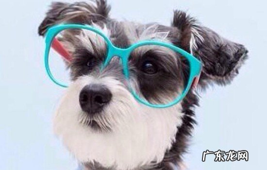 养雪纳瑞的人都后悔了 雪纳瑞寿命是多少年