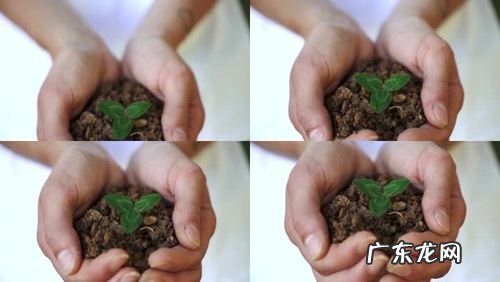 园林用处有哪些 地毯草种植如何验收