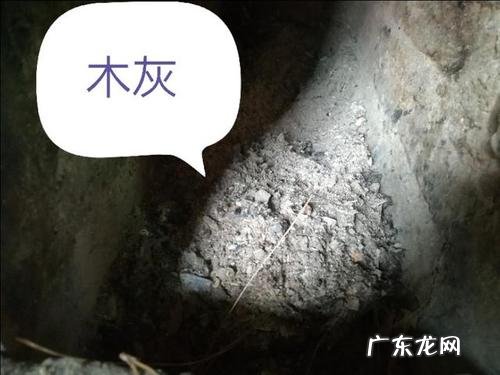 虎皮兰注意这3点 没有骨粉如何加快种植