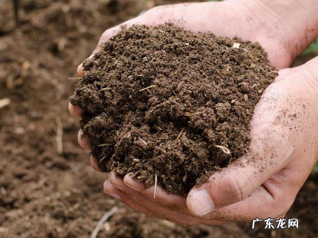 虎皮兰注意这3点 没有骨粉如何加快种植