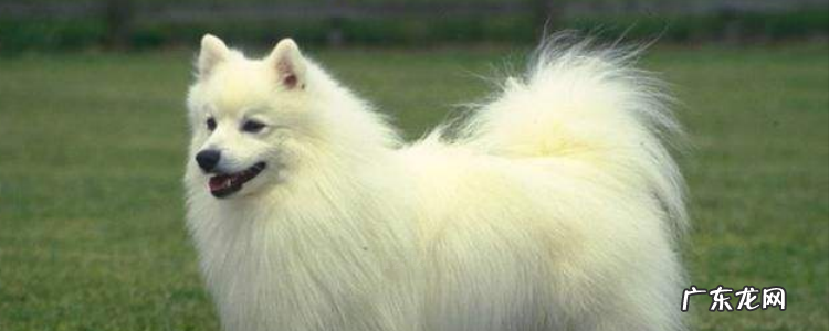 不纯的萨摩耶照片 萨摩能活多久