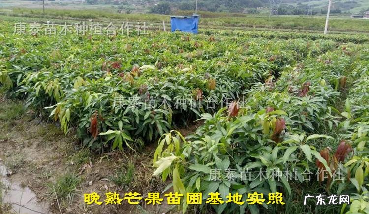 叶子长得像发财树 自己如何种植芒果壳