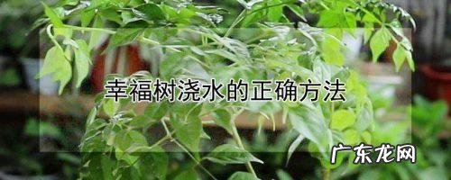 叶子长得像发财树 自己如何种植芒果壳