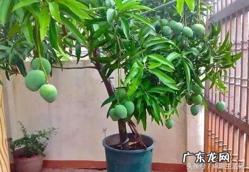 叶子长得像发财树 自己如何种植芒果壳