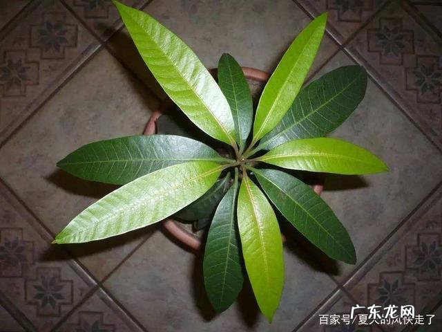 叶子长得像发财树 自己如何种植芒果壳