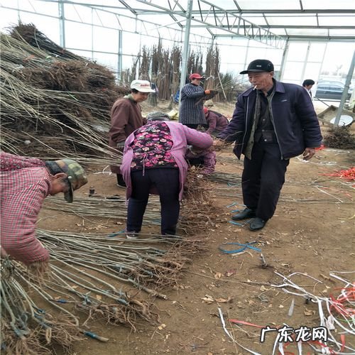 种植户们一定要知道 东北核桃秋子如何种植