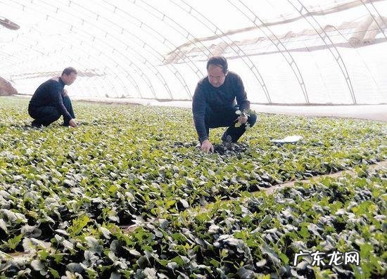 90后大学生回农村种植枸骨 大学生种植业前景怎么样