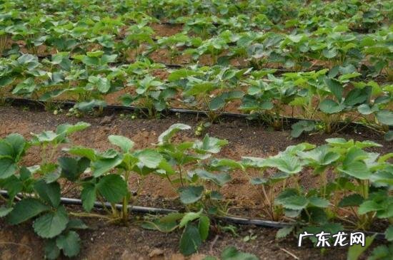 草莓种植老手有诀窍 以草莓为主该如何种植如何销售