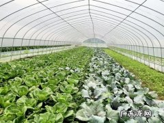 农民要想规模化种植 怎么扩大种植规模