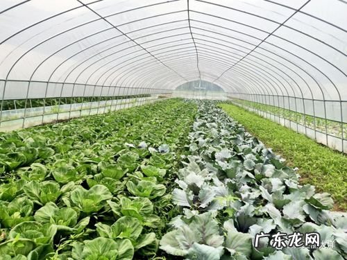 农民要想规模化种植 怎么扩大种植规模