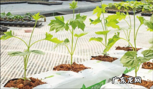 农民要想规模化种植 怎么扩大种植规模