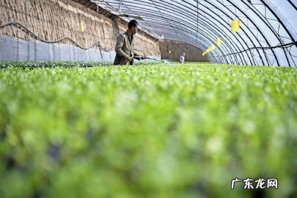 冬瓜的种子处理方法和种植技术 冬瓜种植前种子如何处理
