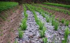 中药材白术增产施肥用哪种叶面肥 种植白术怎么施肥