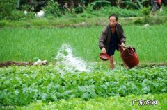 做好5点技术措施 油茶苗种植后怎么管理