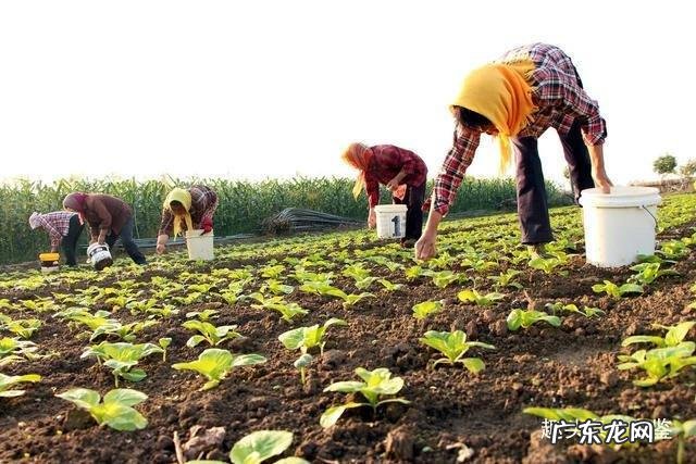 做好5个要点,保证收获优质辣椒 小院怎么种植辣椒