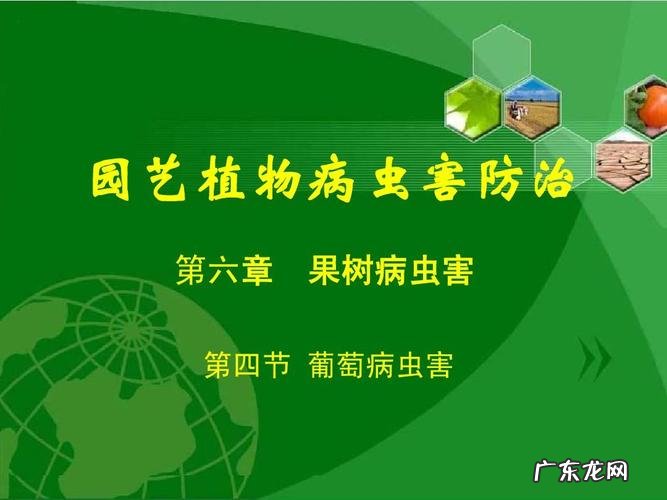 做好5个要点,保证收获优质辣椒 小院怎么种植辣椒