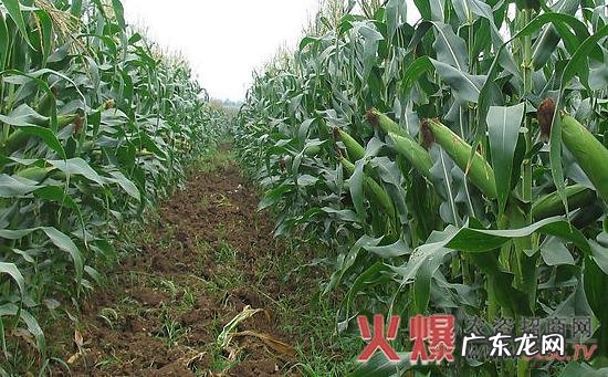 做好5个要点,保证收获优质辣椒 小院怎么种植辣椒