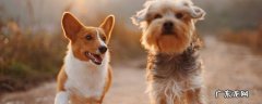 柯基犬的学名 柯基是什么