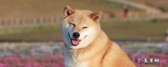 柴犬几个月开始爆毛 怎么判断柴犬圆脸和尖脸