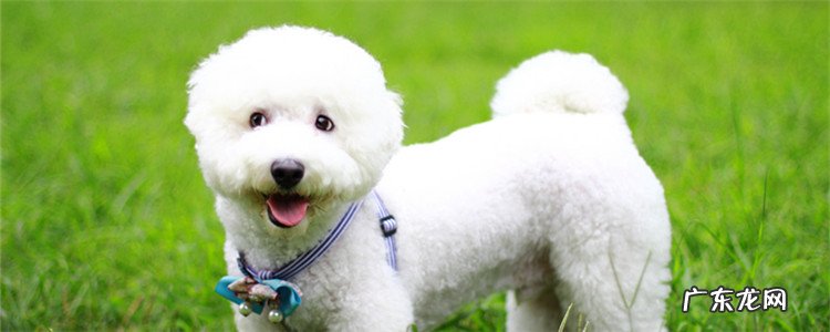 比熊几个月开始变漂亮 小体比熊和比熊的区别