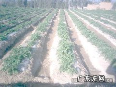 把它们倒盆里 碎骨怎么种植