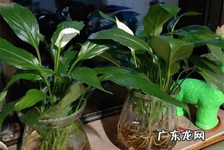 白掌低头别乱救 白掌怎么种植才能绿