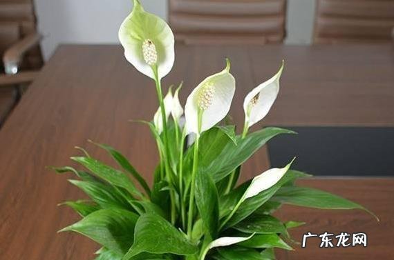 白掌低头别乱救 白掌怎么种植才能绿